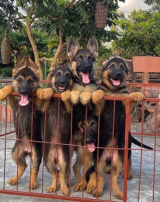 German_shephed1's tweet photo. So Adorable puppy
Rate this cuteness out of 10😍😘🥰🥰🥰 https://t.co/MS7C8N3Ogi