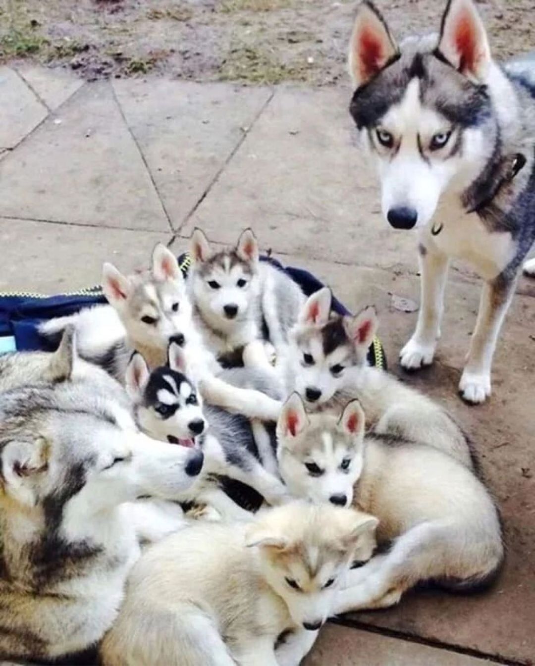Семья хаски