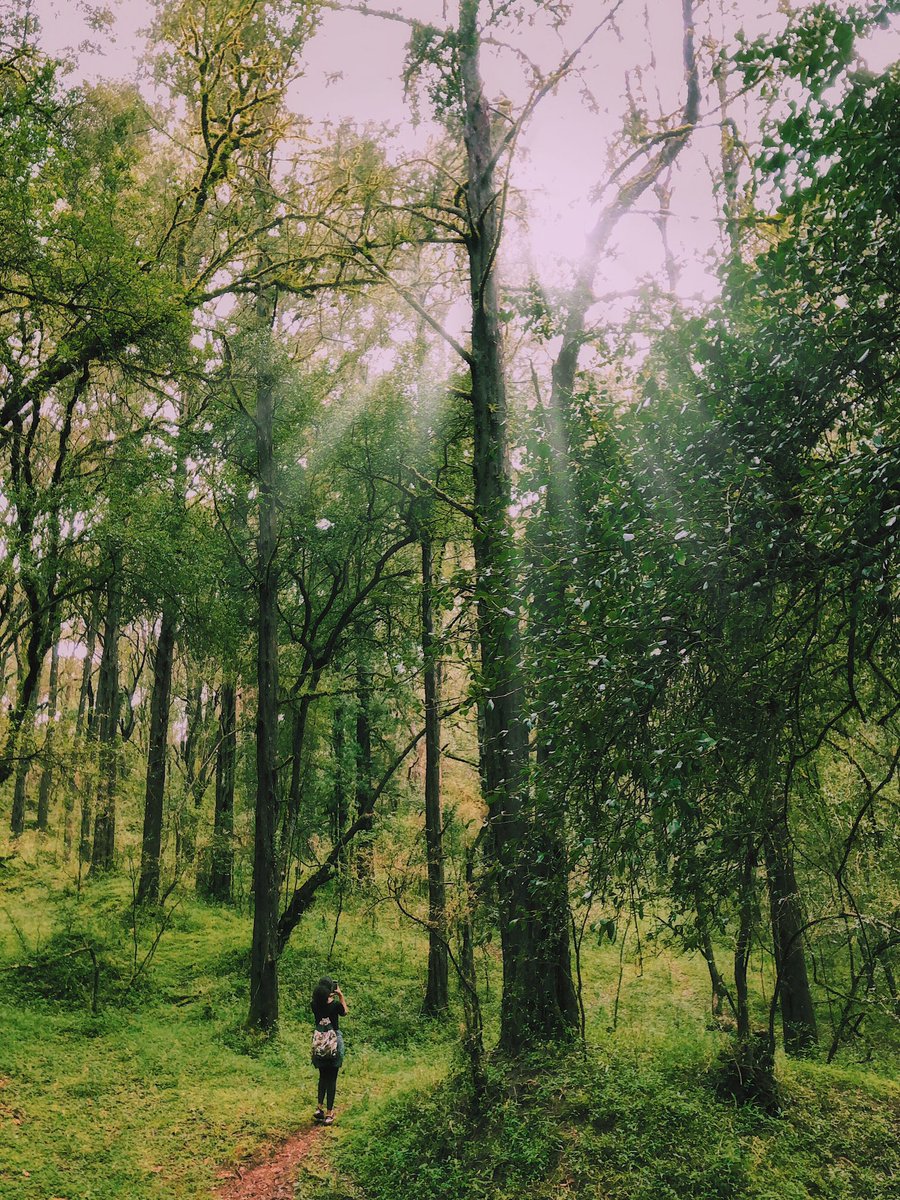 samifozy's tweet image. Suba Forest