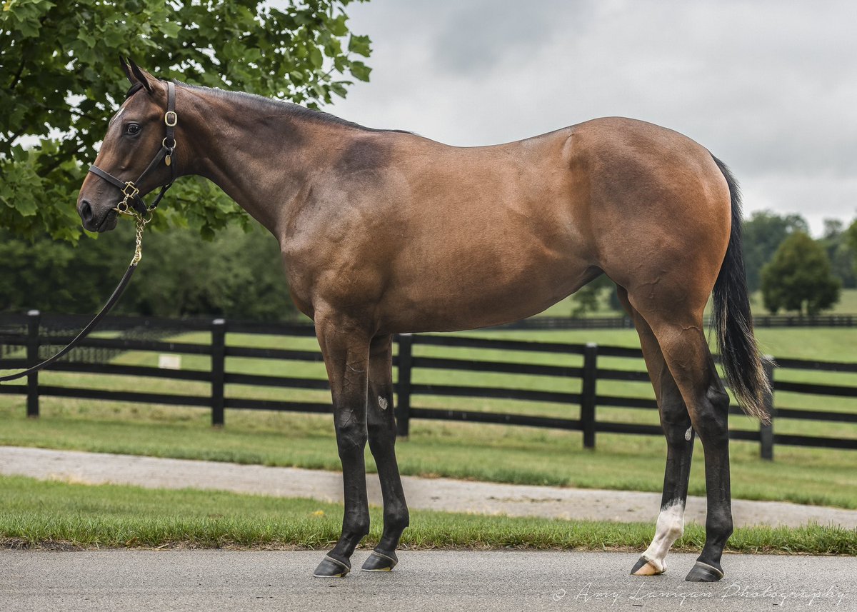 Hip 213 - quality filly by QUALITY ROAD @LanesEndFarms she’s a half-sister to G1w SWEET LORETTA and Sp Bridlewood Cat, from the family of Champion SPRING IN THE AIR and G1w PALACE EPISODE. Selling @FasigTiptonCo Saratoga Sale with @LanesEndFarms