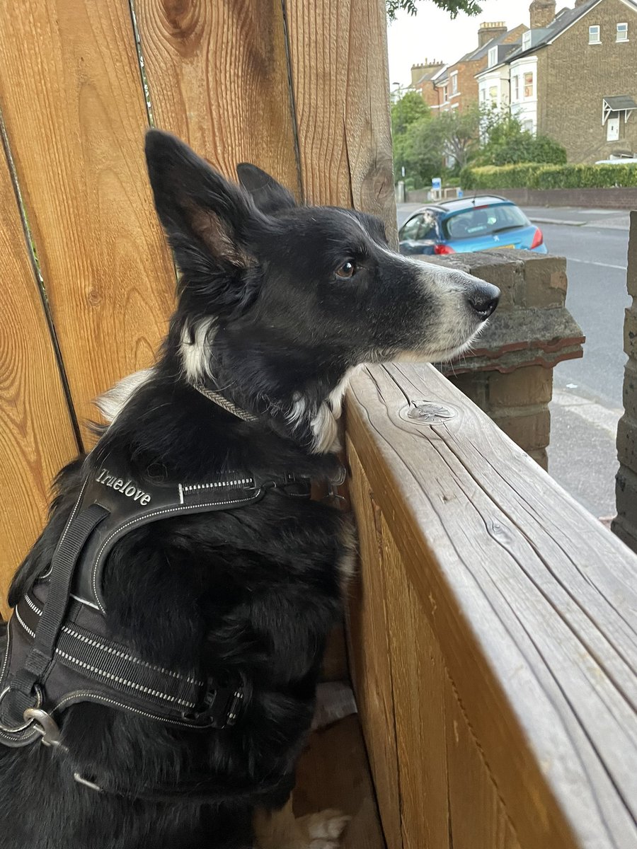 It’s very important that I guard Humum and her wine at the pub.