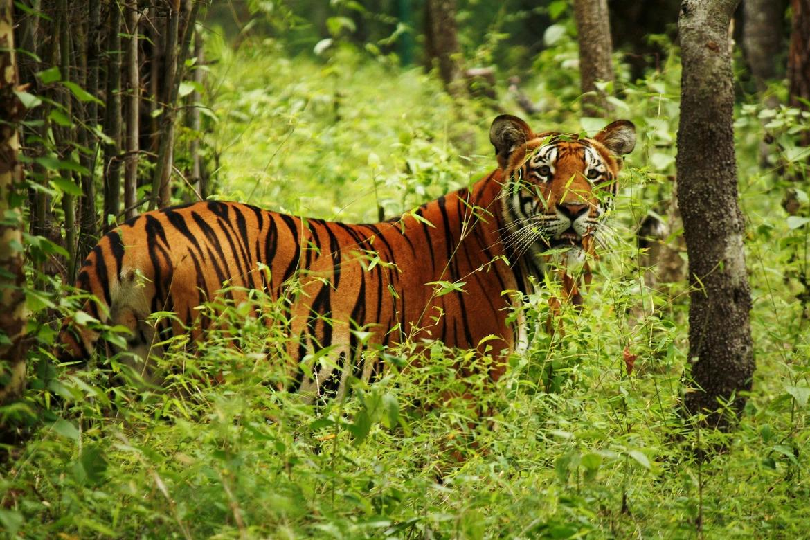 mongabay's tweet photo. The massive conservation success is expected to make Nepal the only one of the tiger range countries to even come close to doubling its population of the big cat. https://t.co/ChpGboef8Y https://t.co/PQZwbg3Iok