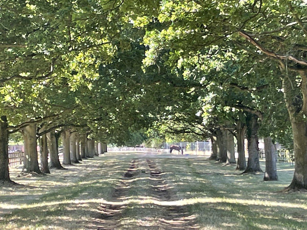 Natasha Halliday tweet media