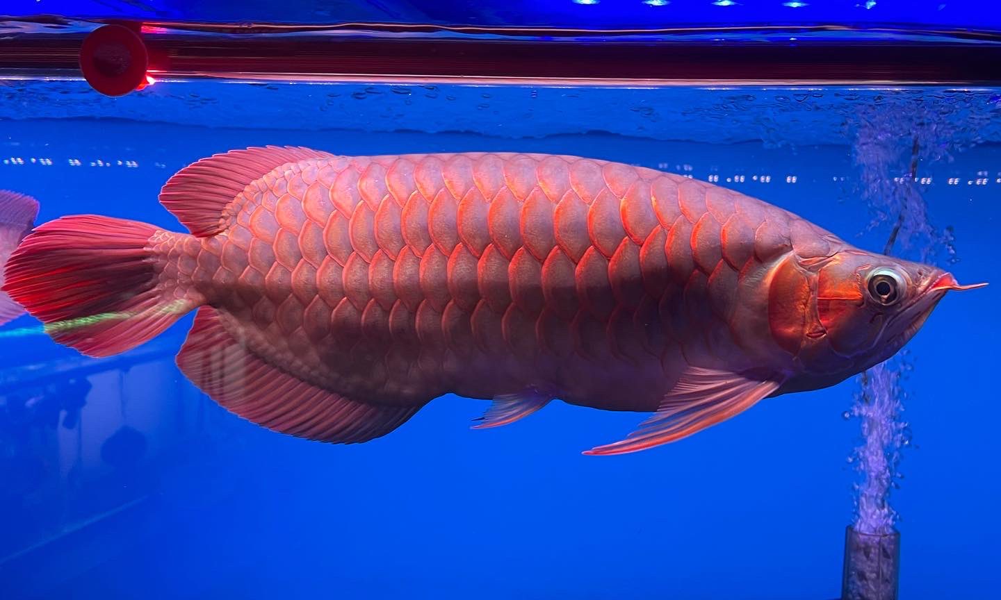 引き取り限定 キングショート スーパーレッドアロワナ 約45センチ アロワナ ダトニオ ポリプテルス 紅龍 過背金龍 Www Amrapalihotel Com