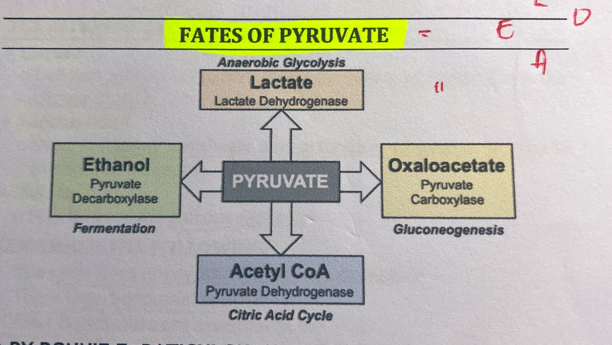💡FATES OF PYRUVATE 💡

Leave Of Absence si Ethan

📌Lactate
📌Oxaloacetate
📌Acetyl-CoA
📌Ethanol