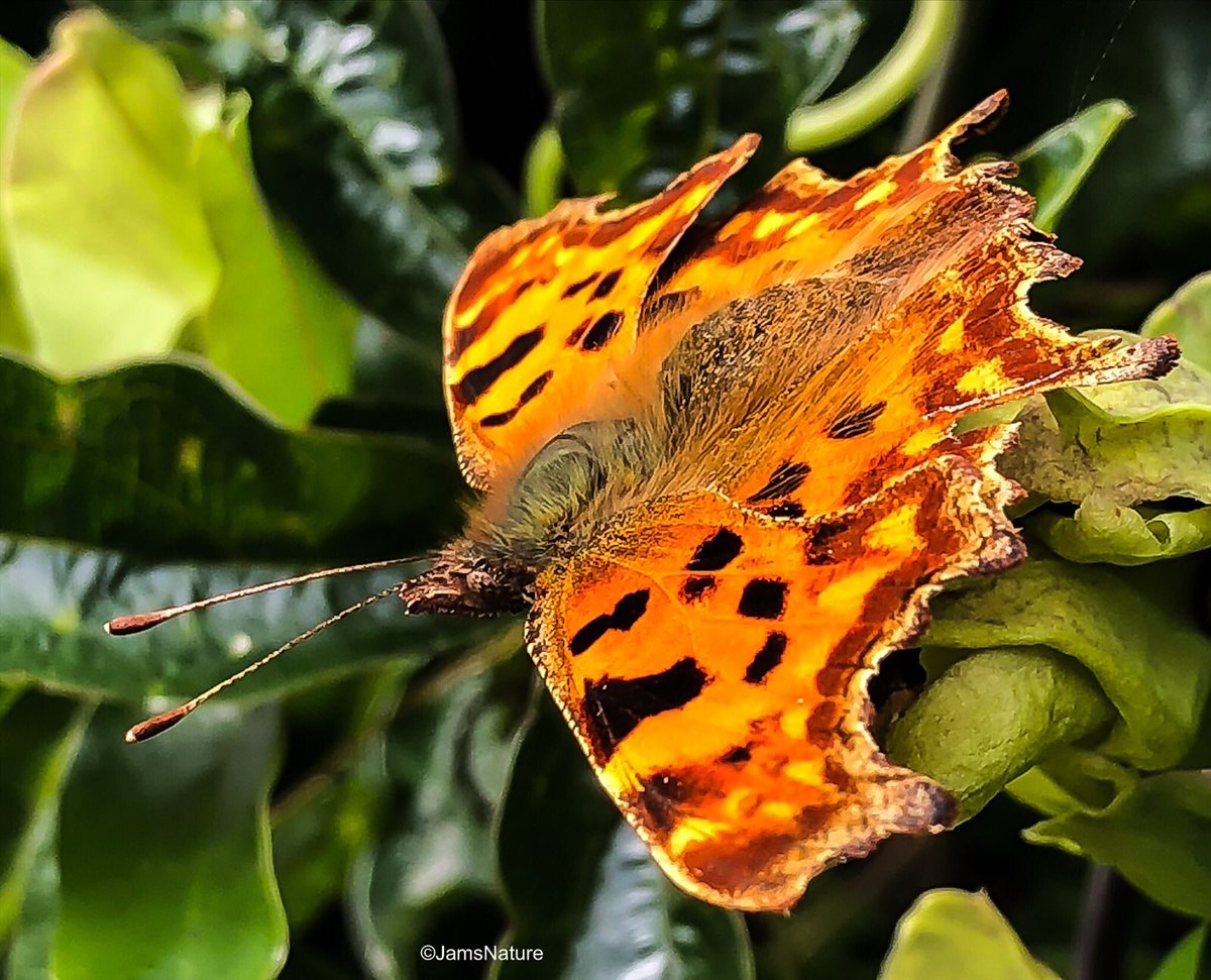 Comma in the garden this morning 🦋 #ButterflyCount