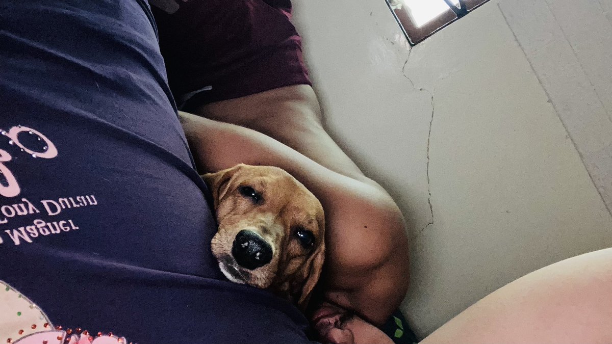 tim_yah87's tweet photo. nkiki siksik oh... #Dachshunds #mitmit #furmom https://t.co/BPNaYzTKo4