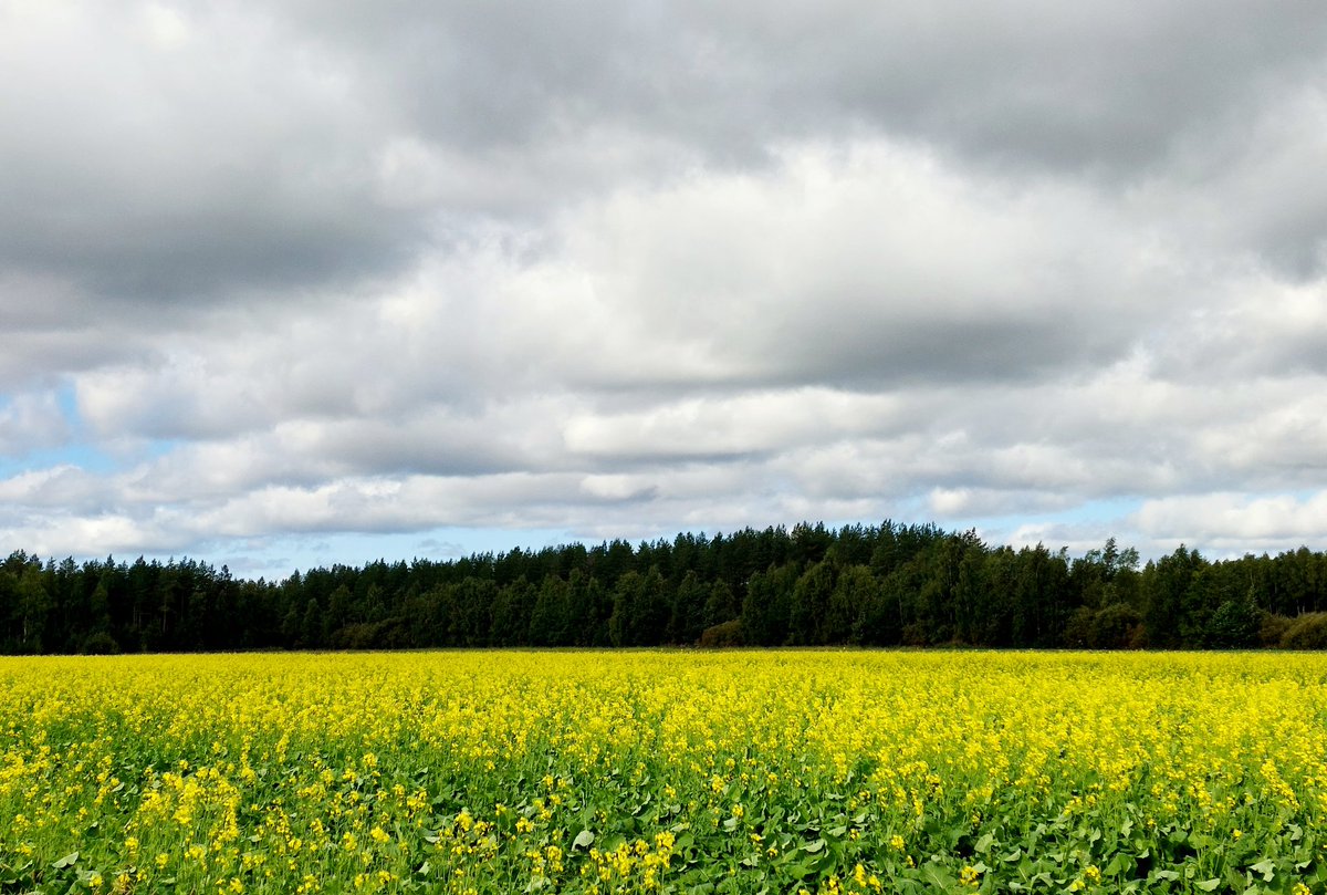 AnttiPeistera's tweet photo. LENKILLÄ🏃♂️🐕 keltaisena hehkuvien rypsipeltojen vierellä. Oulun alueen rankkasateet olivat täyttäneet peltojen ja tienvierien ojat. #rypsi https://t.co/4oO71wqmYC