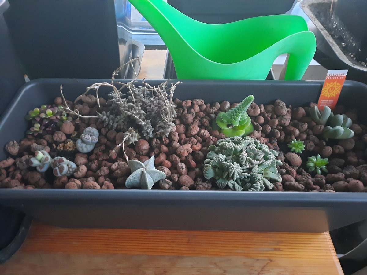 stonedfluff's tweet photo. Planted a tray of succulents last weekend and it's taking really well.
There's a  week between the first 2 pics. Other 2 are what I think will be flower heads https://t.co/YtGaPLY38N
