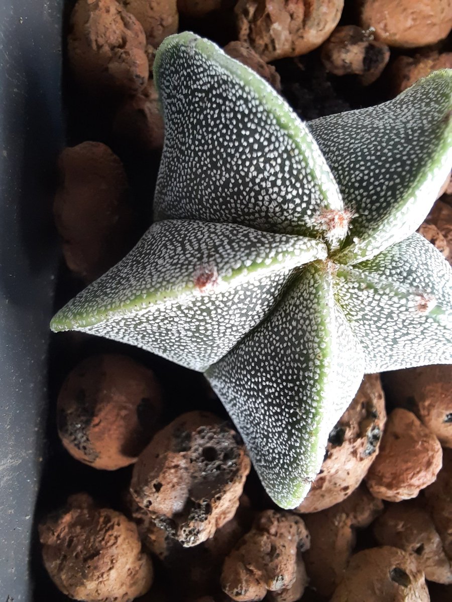 stonedfluff's tweet photo. Planted a tray of succulents last weekend and it's taking really well.
There's a  week between the first 2 pics. Other 2 are what I think will be flower heads https://t.co/YtGaPLY38N