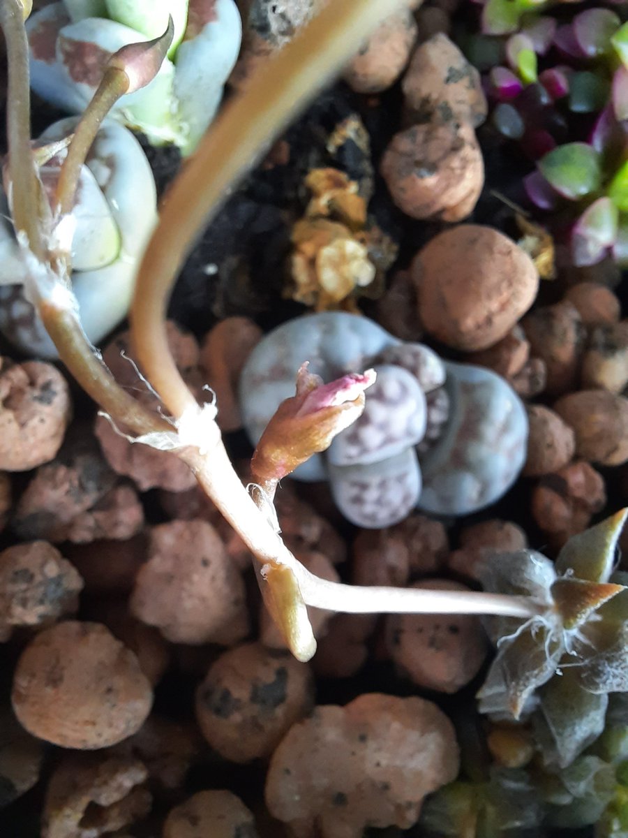 stonedfluff's tweet photo. Tiny flowers coming in the first 2. If you like fractals you'll love the other guy as it flowers, this will be an interesting one. It also moves rapidly with the sun https://t.co/IjXS4A0ZXh
