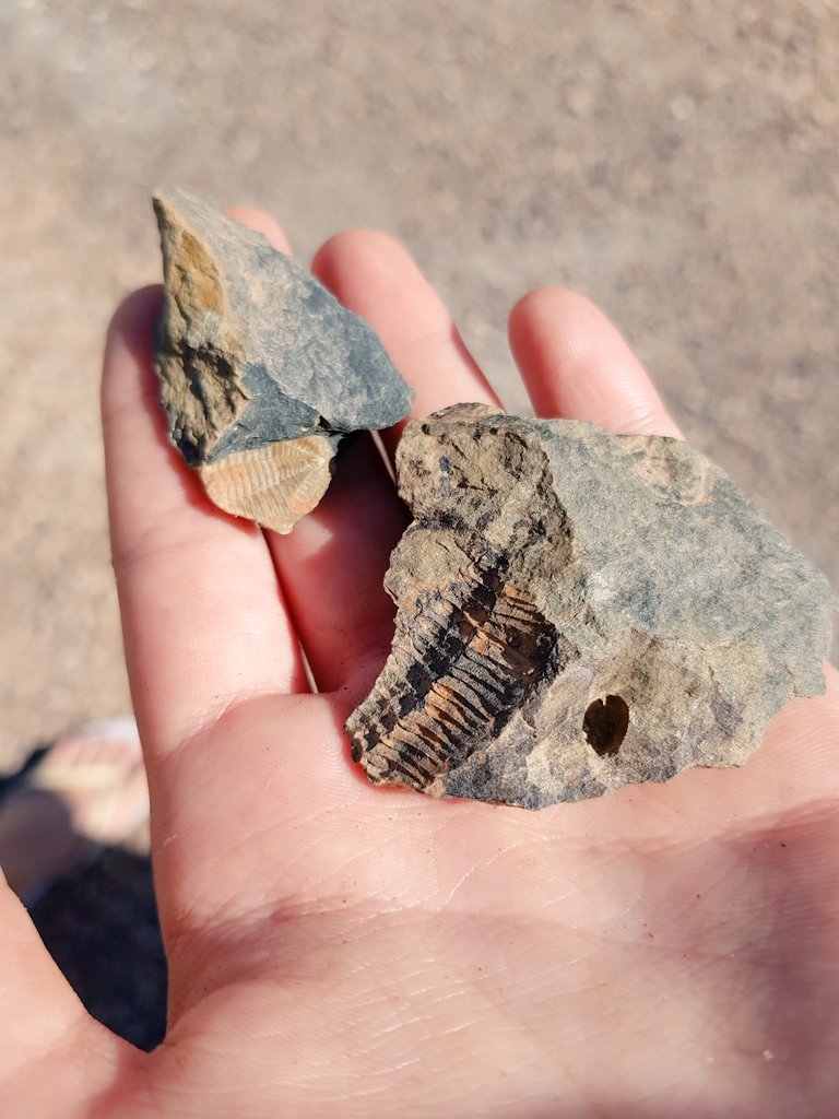AitanaTamayo's tweet photo. Paseos paleozoicos por un lugar de la mancha #calatrava #geokids #tesoros https://t.co/a5s5XKZs9D