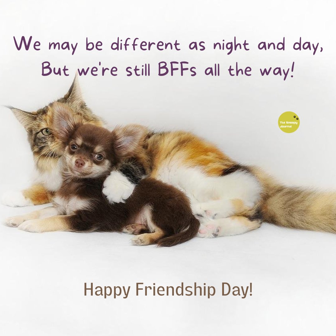 The Snoopy Journal tweet media