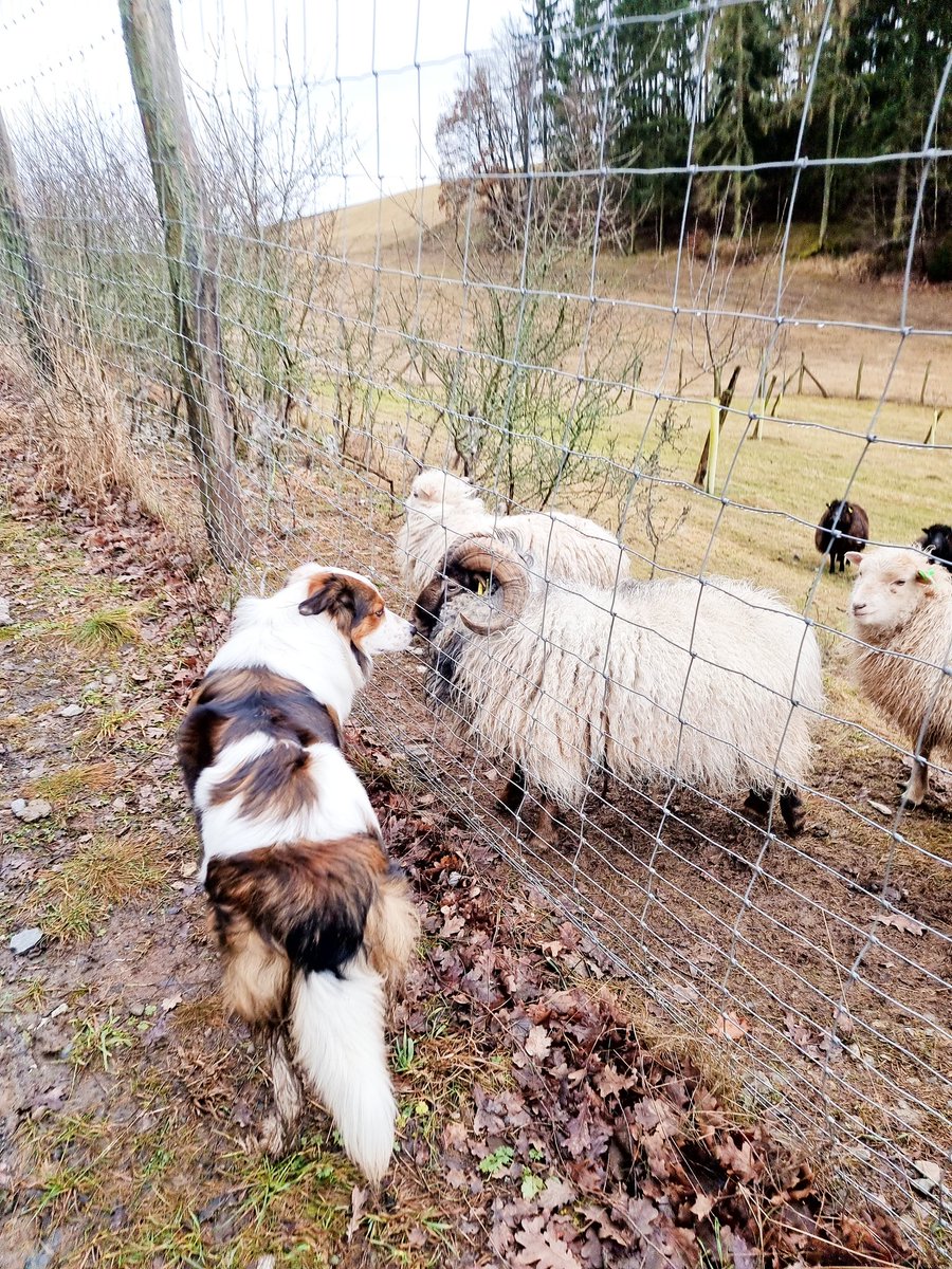 FinlayWorld's tweet image. Habe gerade neue Freunde kennengelernt 😅 die haben mich aber ganz oft vollgemeckert 🙊😊
Euch allen einen schönen Sonntag 

#bordercollie #twitterrudel #dogsoftwitter