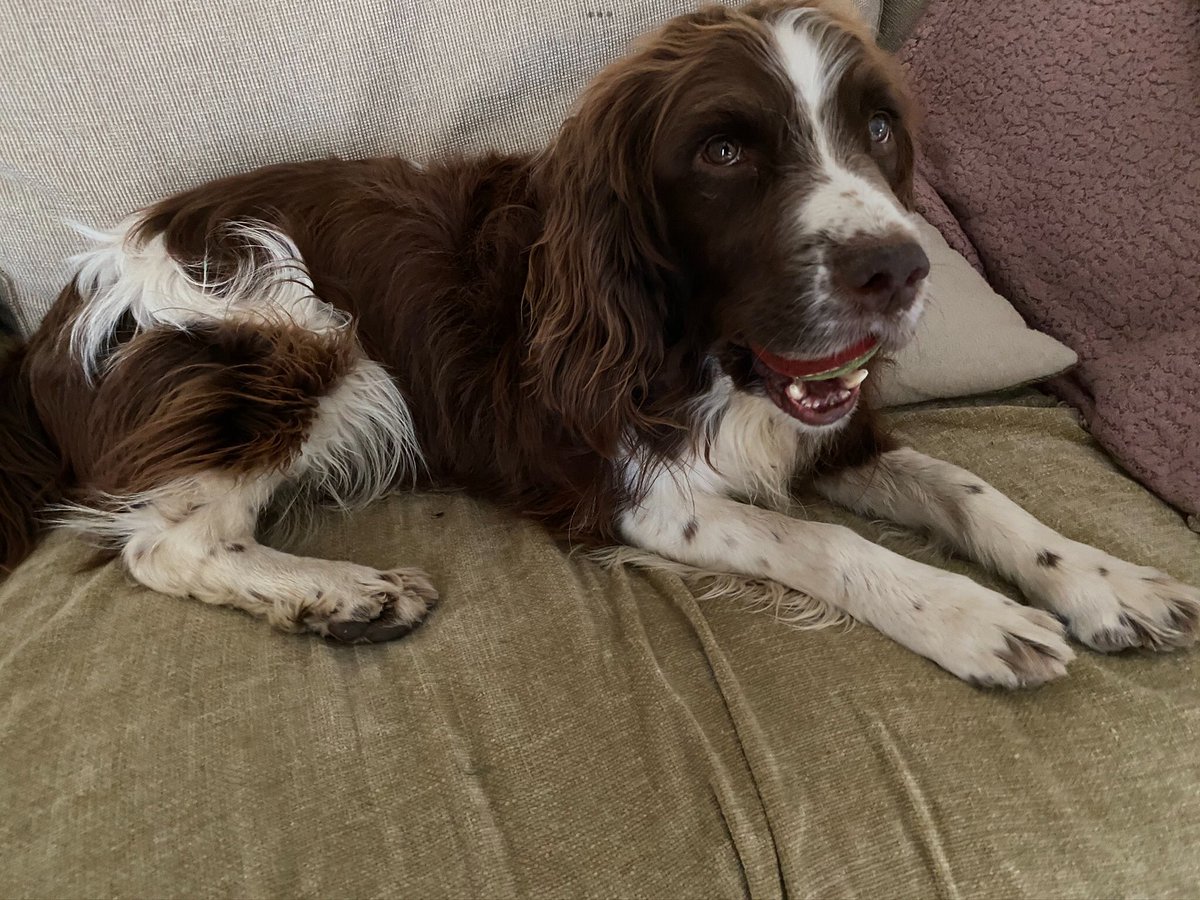 Boltthespringr's tweet photo. Good morning doggy pals! #dogs #guiltydogs #dogsonthesofa #dogsontwitter #dogsoftwitter #spaniels https://t.co/aKDDHGIiFu