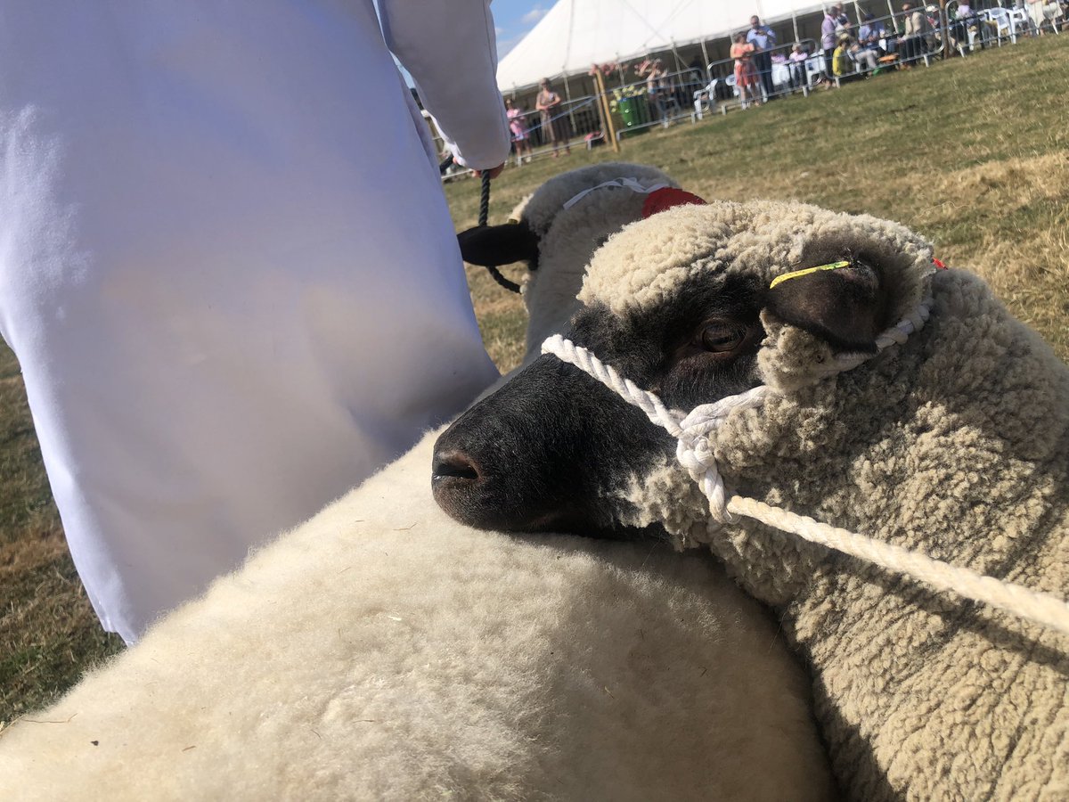 After a successful day showing the Ewes took part in the grand parade at @TenburyAgShow which was rather exciting! Thank you to Will H, now Elms alumni &amp; showing expert who assisted for the day. 

The <a href="/TheElmsSchool/">The Elms School</a> pupils will be showing their sheep at Moreton Show in September.