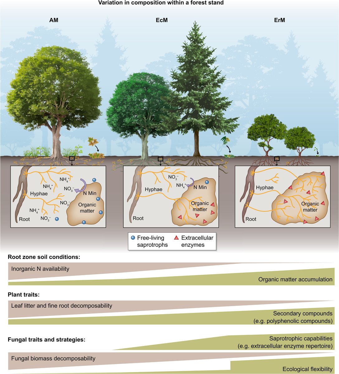New Phytologist tweet media