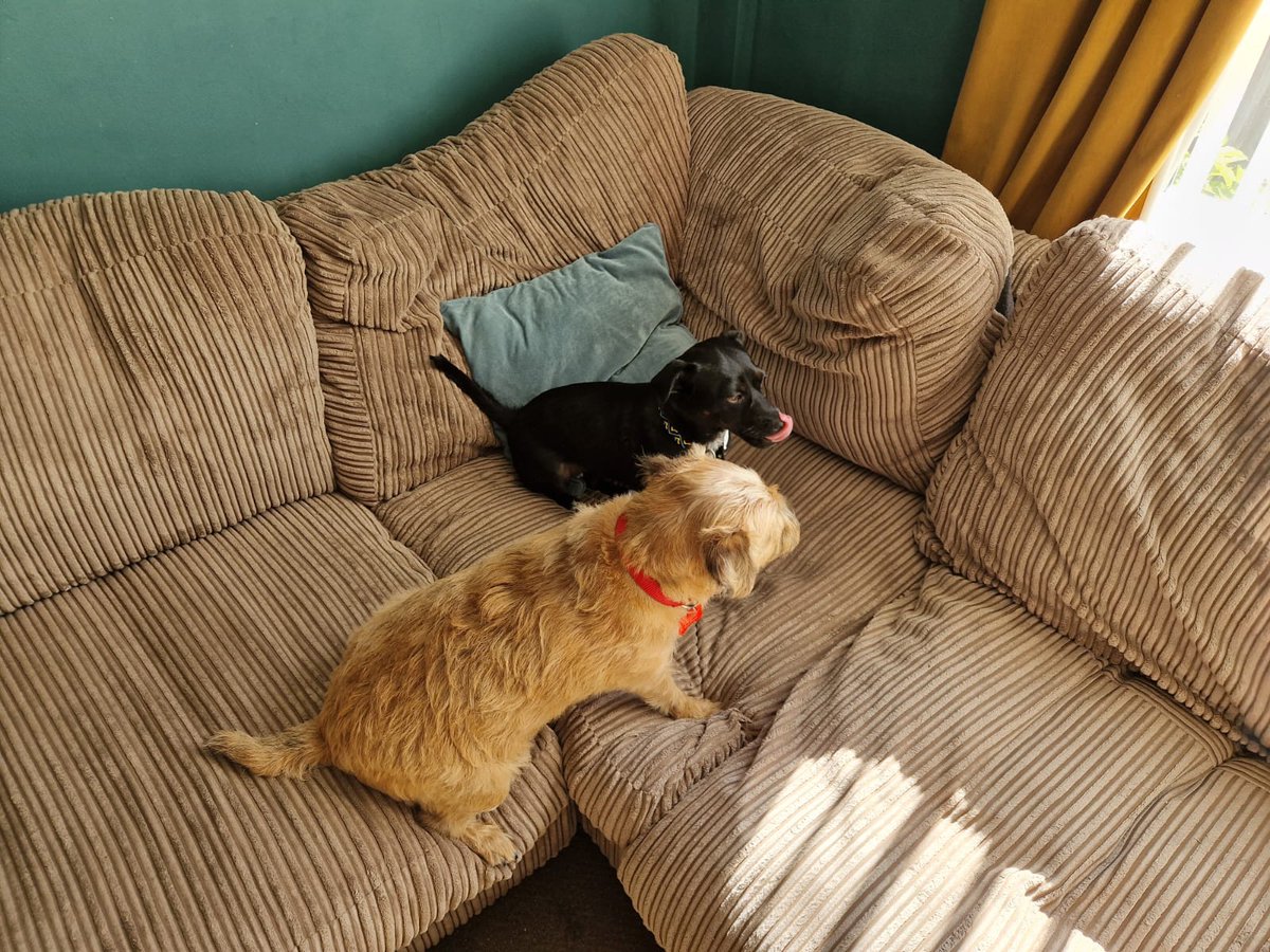 millietheborder's tweet image. Big news pals , I shared a sofa with Maggie for a few mins . Mam and Dad are helping me work through resource guarding issues with the front room #BTPosse #dogsoftwitter #resourceguarding