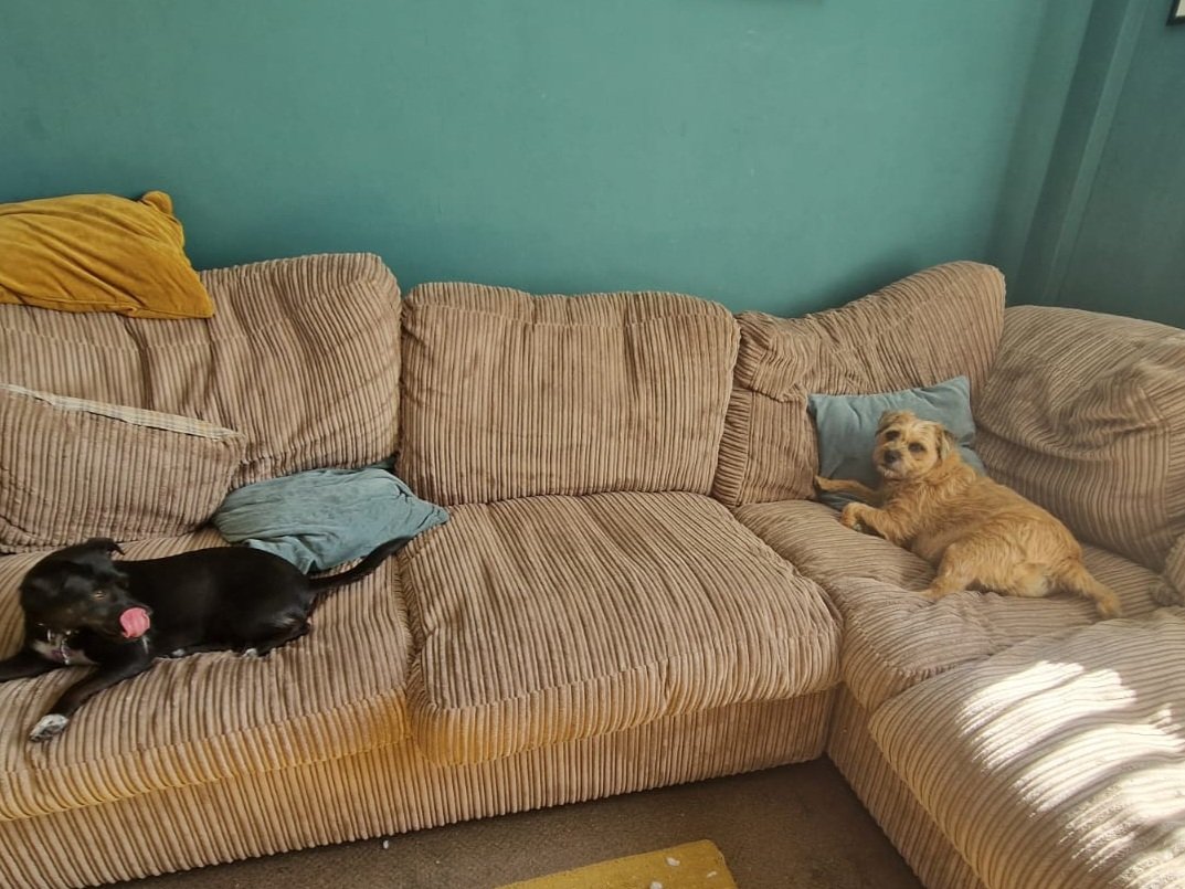 millietheborder's tweet image. Big news pals , I shared a sofa with Maggie for a few mins . Mam and Dad are helping me work through resource guarding issues with the front room #BTPosse #dogsoftwitter #resourceguarding
