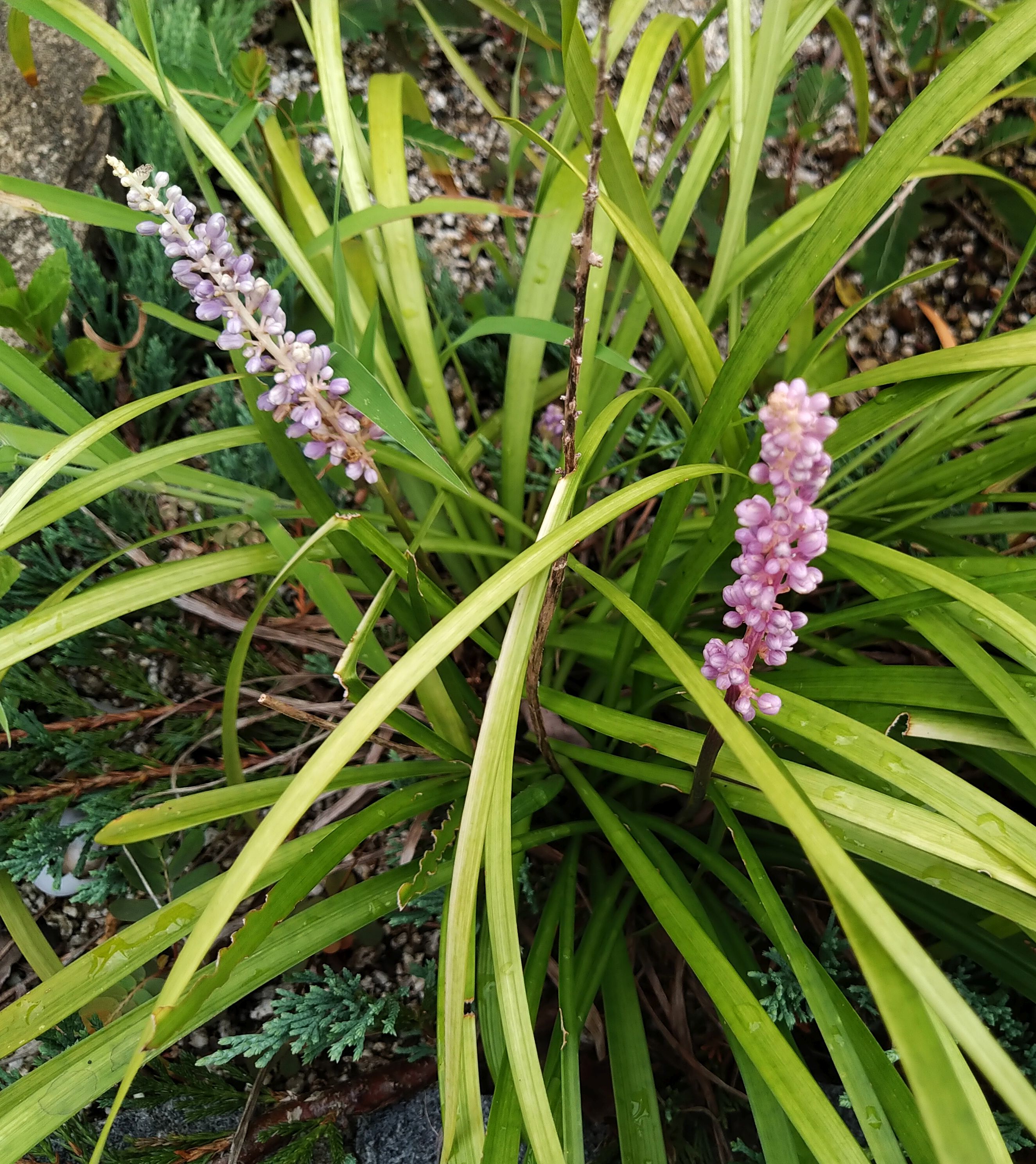 細長い葉っぱ Twitter Search Twitter