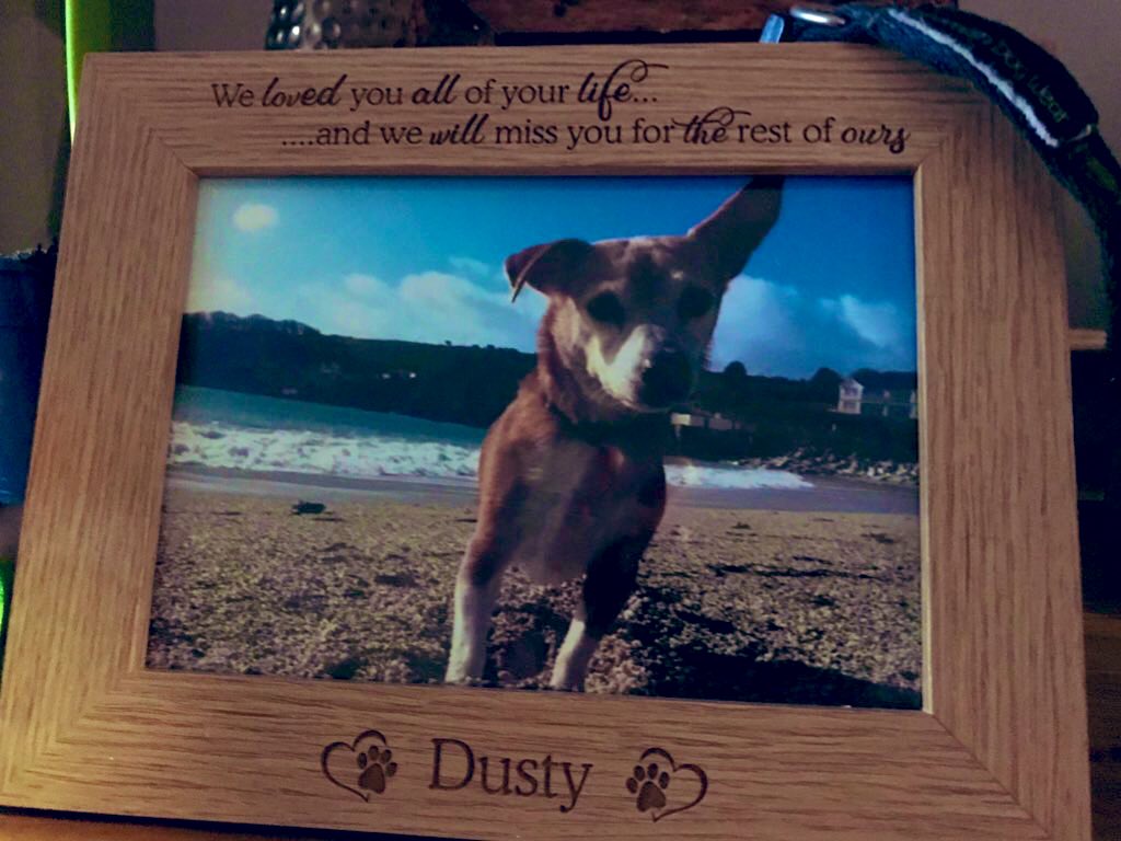 dsk7112's tweet photo. The greatest dog would have been 16 today. Still missing her #HappyBirthday #theduster #mybestpal xx https://t.co/a33lqMVkkH