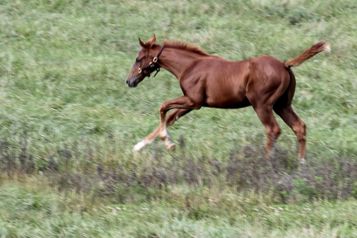 Fly Pharoah fly #AmericanPharoah filly foal #glennwood