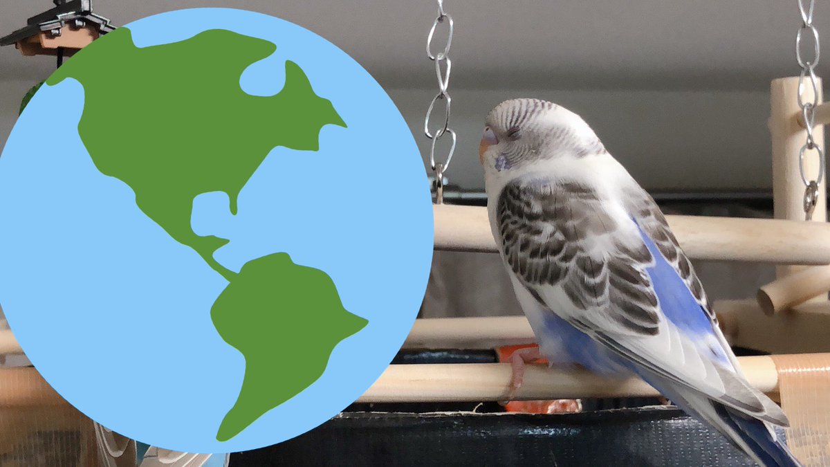 N15421002's tweet photo. 厚別もみじ台東7丁目で大切なセキセイインコがいなくなってしまいました。
見つかり次第ご連絡お願いいたします。
紫の鳥です。
#セキセイインコ迷子
#鳥
＃迷子のお知らせ
#厚別もみじ台 https://t.co/zAGr4GIYs0