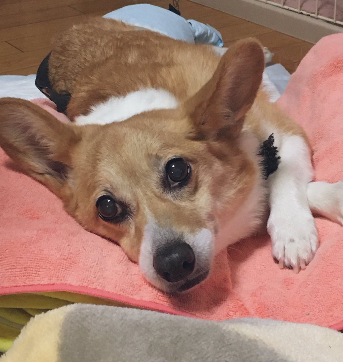 ArayanJapanese's tweet photo. 今日午前中に13年連れ添った愛犬が
天国に旅立ちました。
13年間幸せに生きてくれてたかな。
毎日色々あったけど楽しかったよ！
我が家に来てくれてありがとう
ずっと忘れないし大好きだぜ https://t.co/bmRdvTF9Jo