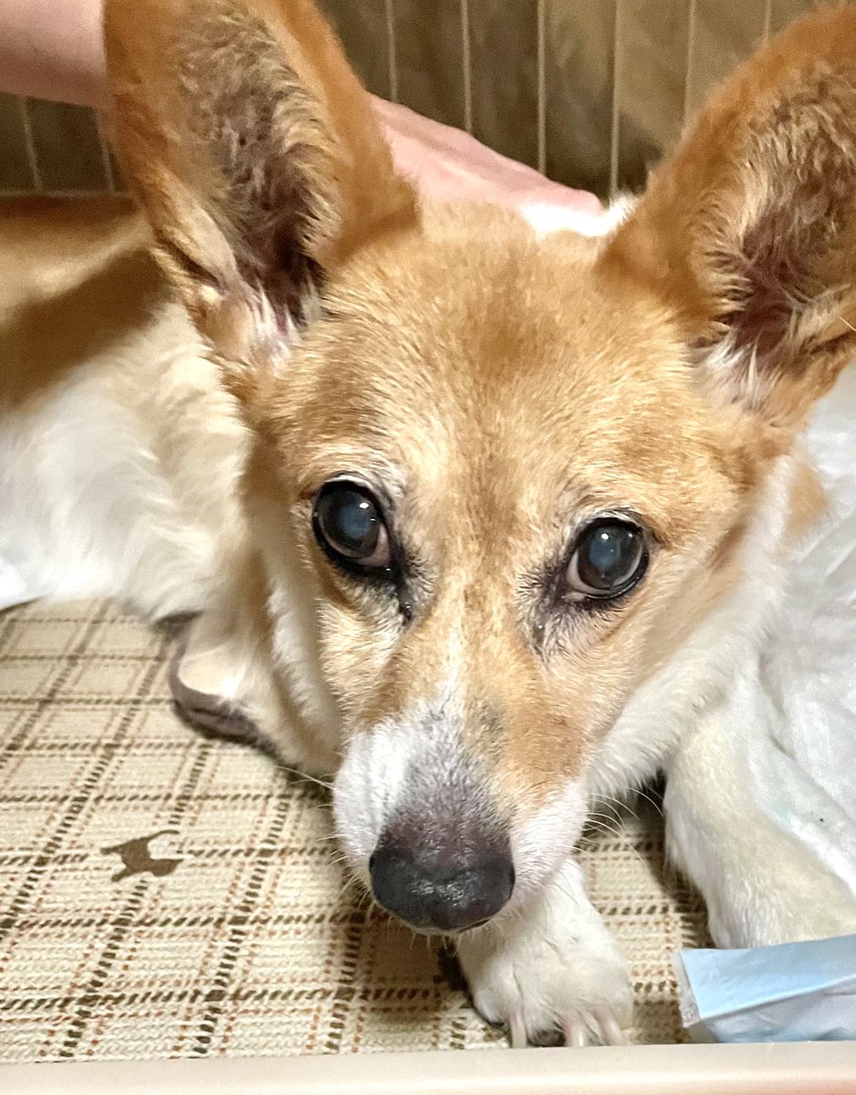 ArayanJapanese's tweet photo. 今日午前中に13年連れ添った愛犬が
天国に旅立ちました。
13年間幸せに生きてくれてたかな。
毎日色々あったけど楽しかったよ！
我が家に来てくれてありがとう
ずっと忘れないし大好きだぜ https://t.co/bmRdvTF9Jo