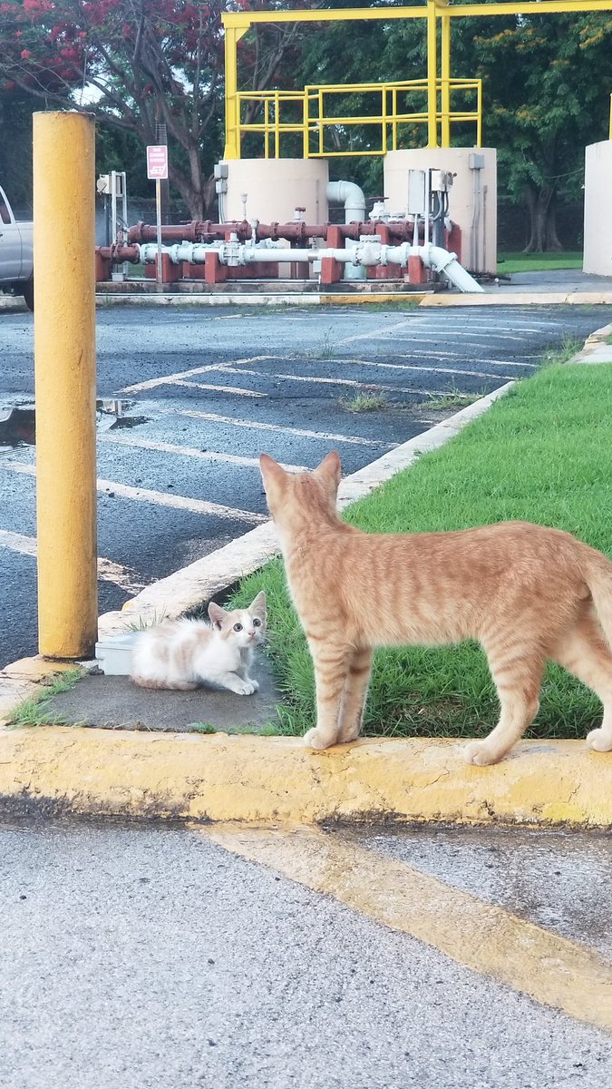 FreddyLoading's tweet photo. @negaprez En donde trabajo, hay una gata q parió hace poco, este es Fofi😁 https://t.co/L77A9MRbZT