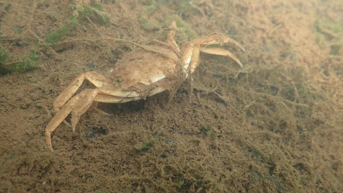 numenini's tweet photo. Aπ§΅on 1st swim in Gaywood River. At request of @RussellB1ggs, had #MySwim at Reffley, then upstream at Derby Fen to clean off. Came biosecure in brand new wetsuits as river maybe Signal Crayfish free. But met another #AlienInvasive, Chinese Mitten Crabs alive & many dead.
1/8 https://t.co/fEWu2oGNTw