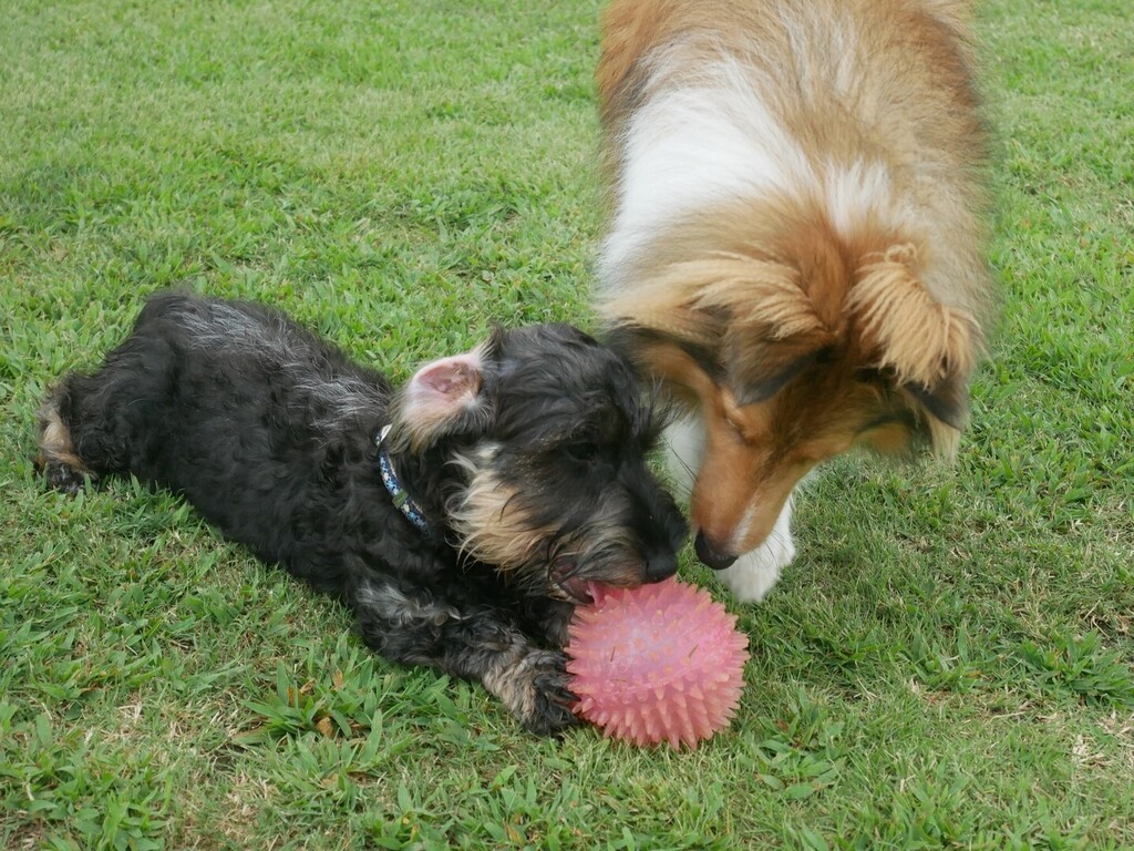 ドッグラン カフェpesca Pescamomofamily Twitter ドッグラン カフェpesca Pescamomofamily Twitter