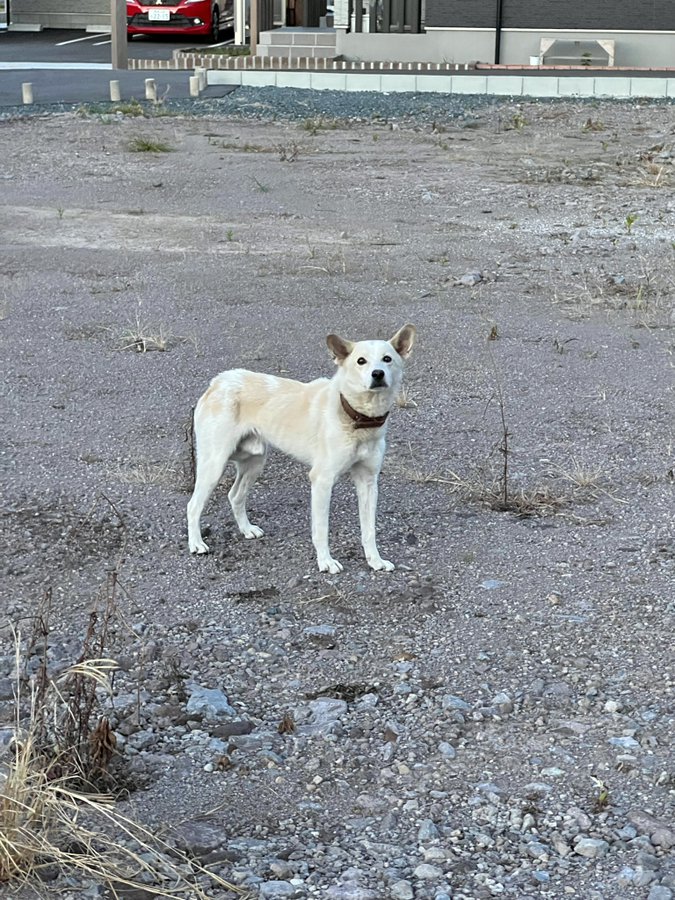 熊本県の迷い犬一覧 Find My Pet