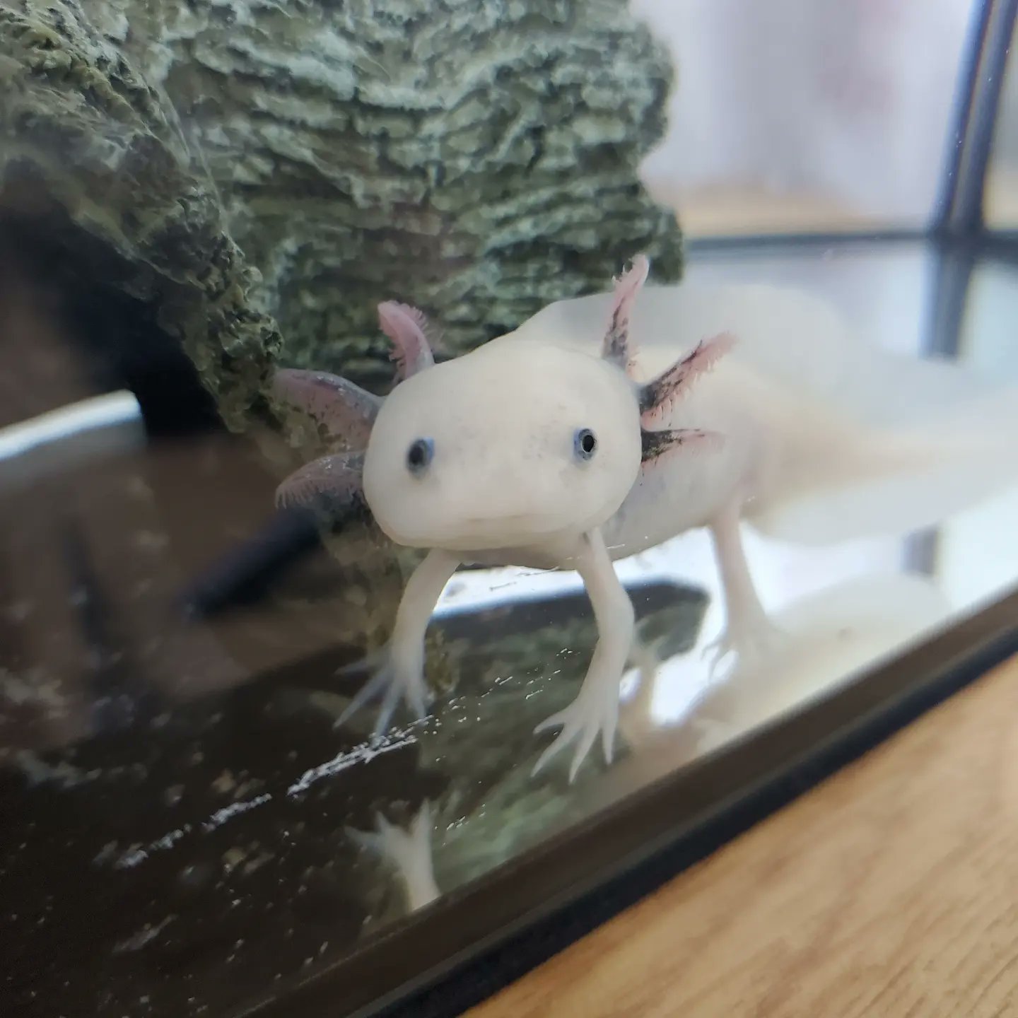 ウーパールーパー好きな人と繋がりたい Twitter Search Twitter