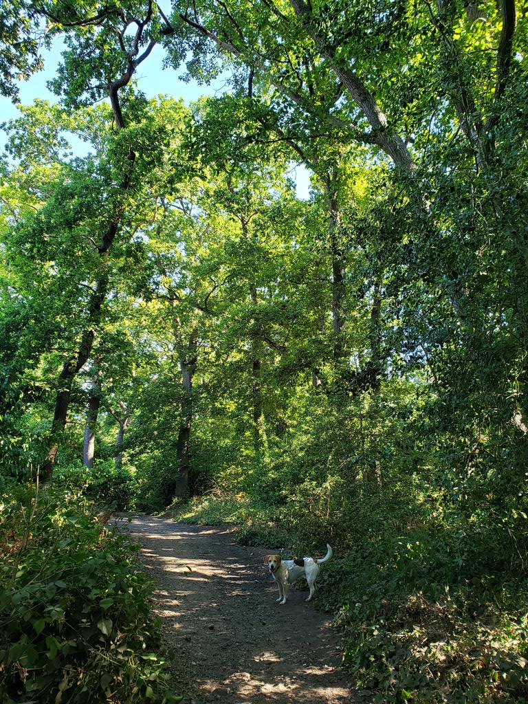 mini_geoger's tweet photo. Loving the cool shade of the woods today. And all the new signage is so smart! Fabulous path repairs on the steps and love the boardwalk by the cedar too. Thank you @WildLondon and the Sydenham Hill Wood volunteers. 🌳 ❤ 😊 🙏 https://t.co/URlM2nj7h4