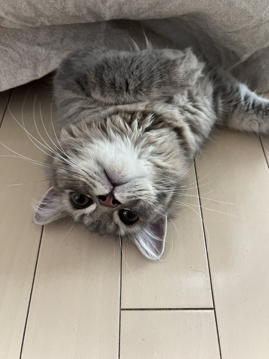 dcejh6's tweet photo. 邪魔しないでね？😊
頭隠して尻隠さずだね！かわいい💕
#猫好きさんと繋がりたい 
 #猫のいる暮らし 
#スコティッシュ
 #ねこ https://t.co/v61zCG2aw1