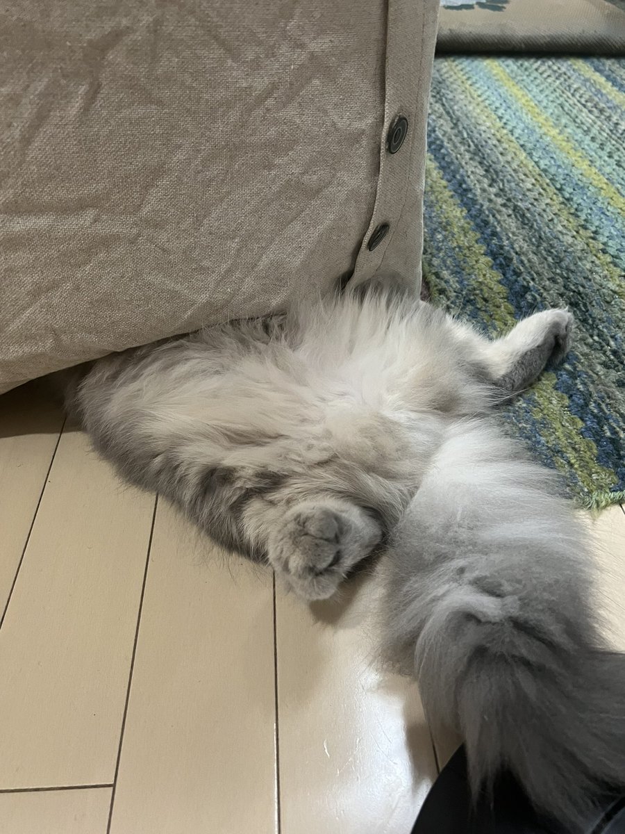 dcejh6's tweet photo. 邪魔しないでね？😊
頭隠して尻隠さずだね！かわいい💕
#猫好きさんと繋がりたい 
 #猫のいる暮らし 
#スコティッシュ
 #ねこ https://t.co/v61zCG2aw1