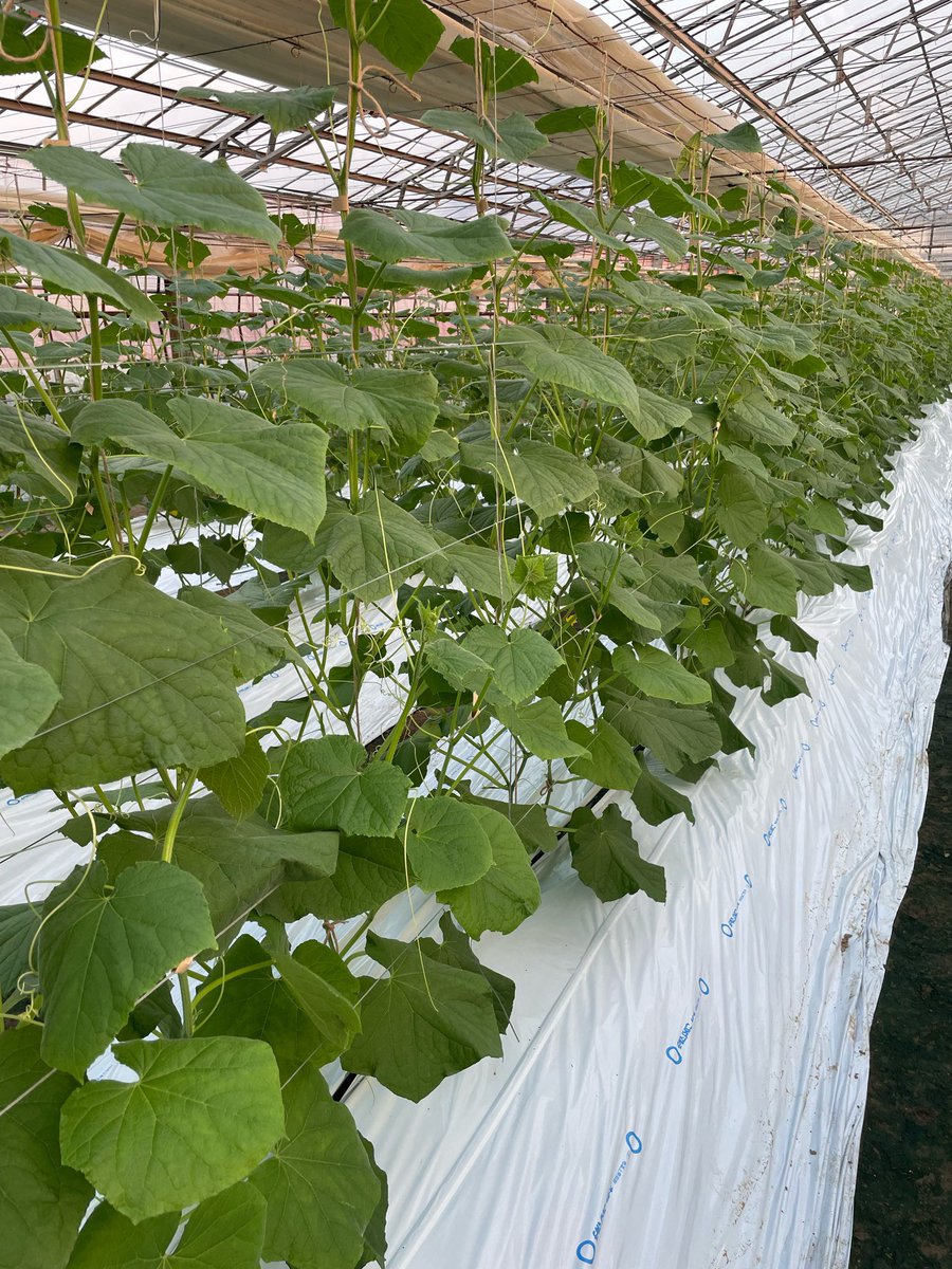ピンチ、ピンチ、ピ〜ンチ
1日48時間あっても足りない今日この頃
まぁ、順調だからこそ忙しいのですが。。。