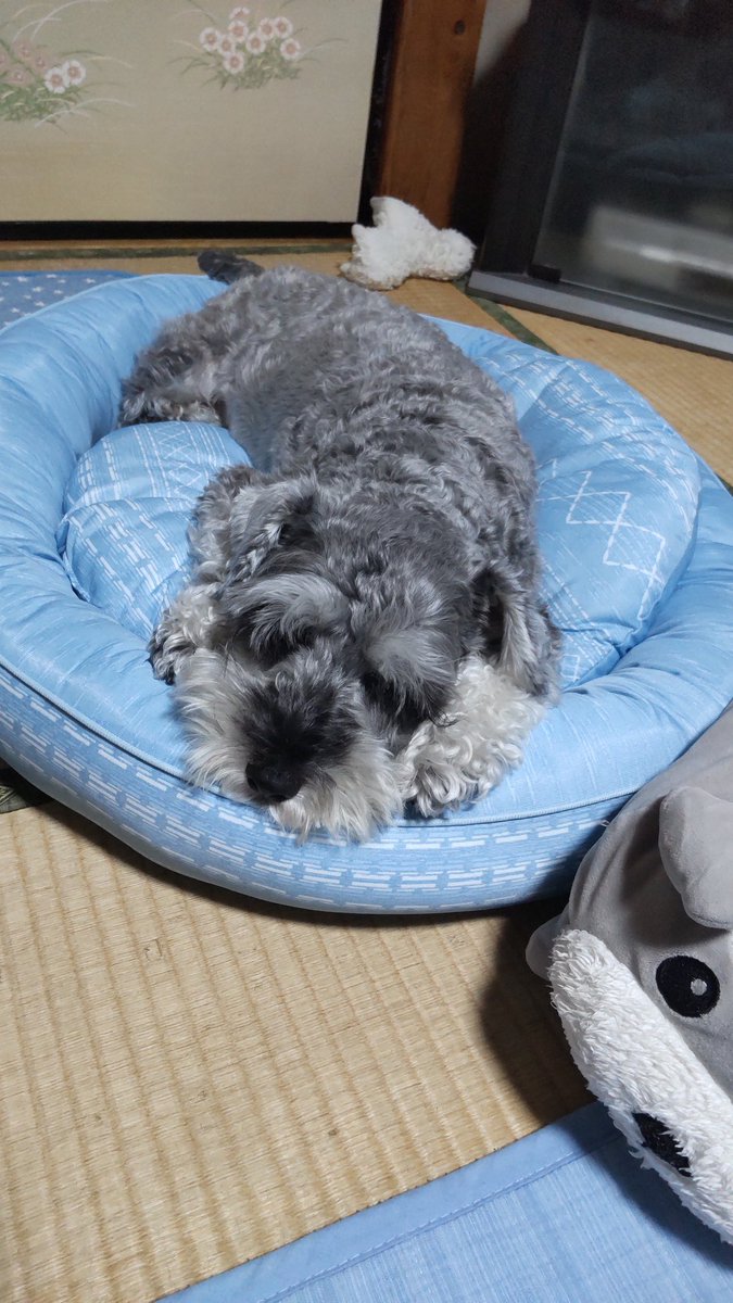 SYUNA1028's tweet photo. お店でラス1だったクールベットを
買ってきたら…早速寝ちゃったロール🐶おーい！散歩行くよ〜🤭 https://t.co/2YuEE0hPlj