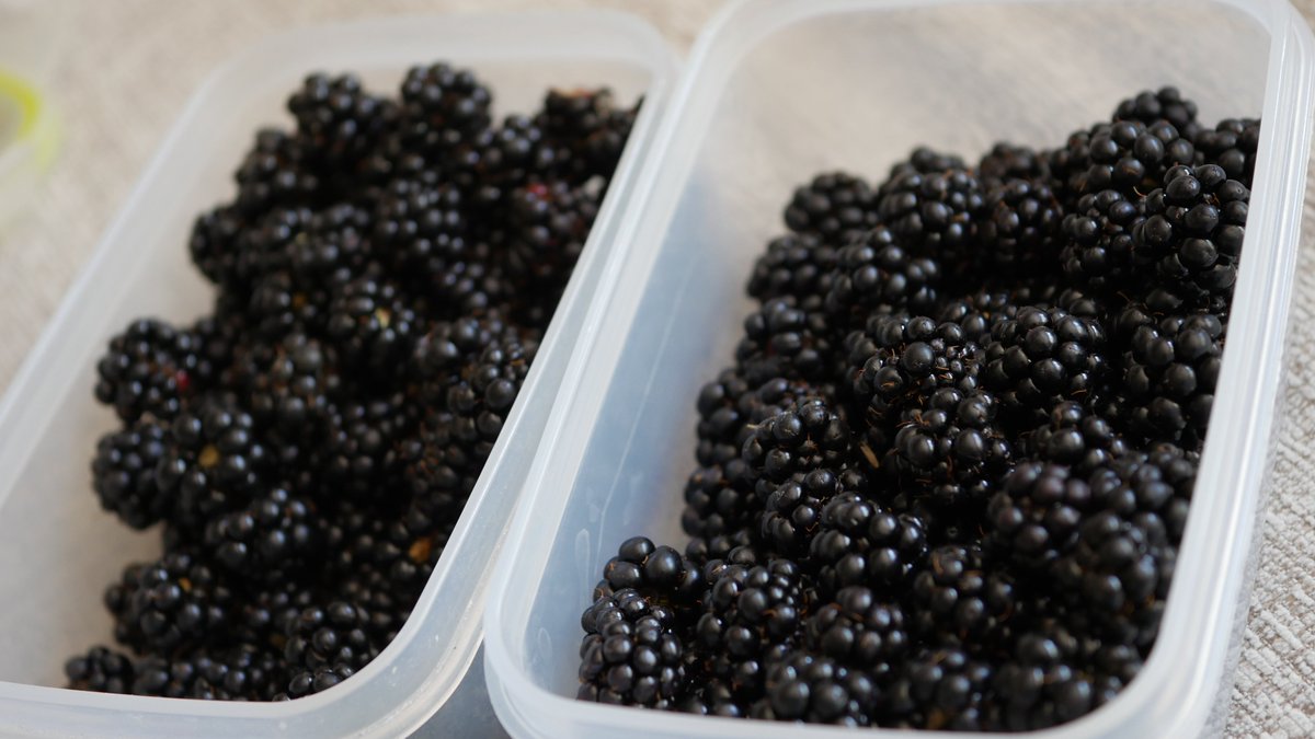 blackberry season!!!