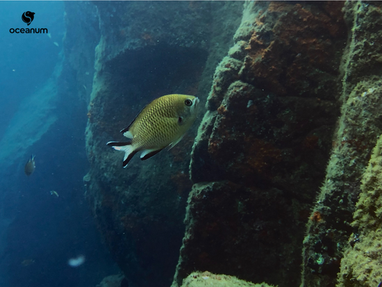 Thiago Friedrich tweet media