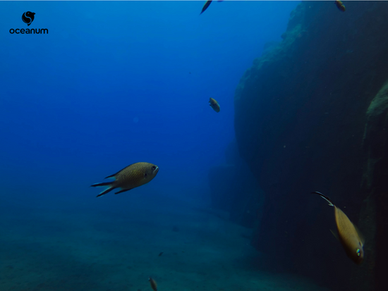 Thiago Friedrich tweet media