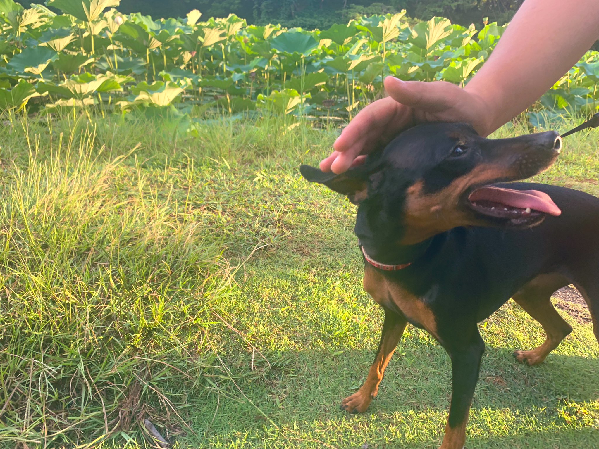 最低価格の 散歩嫌いのミニピン様 専用ページ 天井照明 - anlam.com