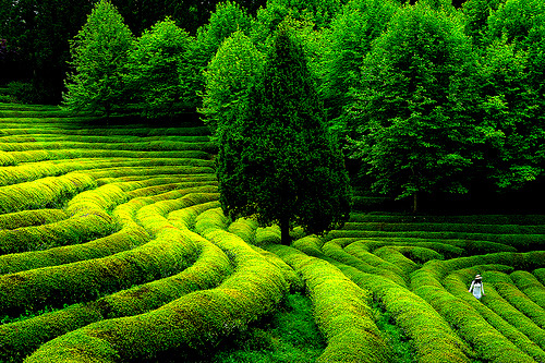 nordicwebdesign's tweet photo. Green Tea Field, South Korea #GreenTeaField #SouthKorea https://t.co/POkc1mapaH https://t.co/kZ2Beh4m4Y