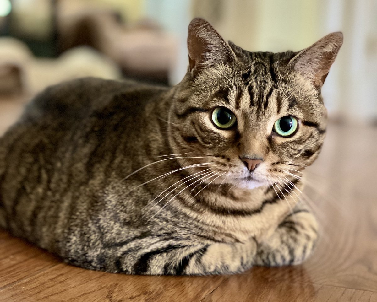 “As anyone who has ever been around a cat for any length of time well knows, cats have enormous patience with the limitations of the humankind.” – Cleveland Amory #CatsOfTwitter