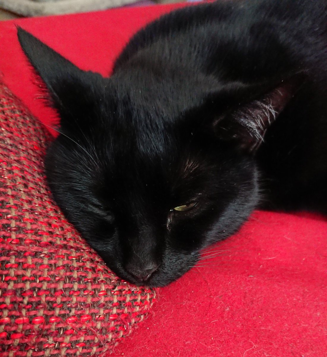 ObstundFell's tweet image. Mister Fledermausohr 😄

#catcontent #petcontent