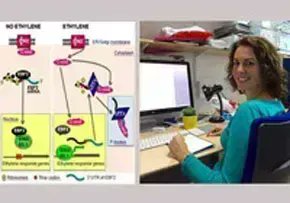 Un estudio descubre un mecanismo molecular clave que regula la traducción de proteínas en plantas agroalimentando.com/nota/4468