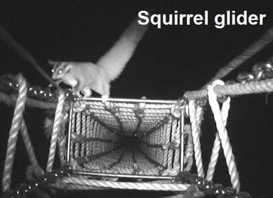 Earth1stlinda2's tweet photo. @EcobitsAus And they really do use the overpass bridges.
#SquirrelGlider #BrushtailPhascogal
#BrushtailPossum https://t.co/EjMiquhExR