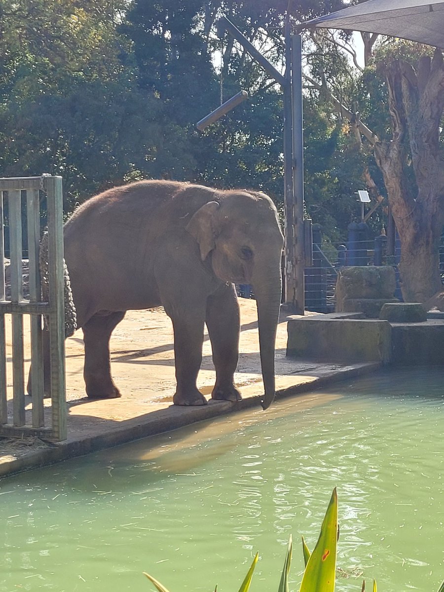 Took advantage of a sunny Sunday and went to the zoo and tried ramen for the first time. It was really yummy!