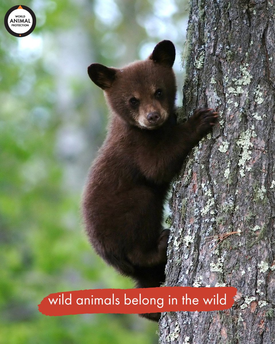 MoveTheWorldUS's tweet image. They're not entertainers. 🎪
They're not trophies. 🏆
They're not medicine. 💊
They're not pets. 🐾

Keep wildlife in the wild. 🐻🧡